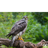 گونه طرلان Northern Goshawk 